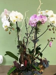 My Orchids Garden